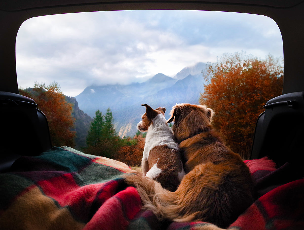 Tips for Car Camping with a Dog — K&H Pet