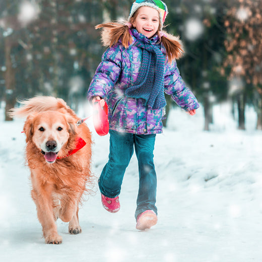 Top 6 Winter Dog Activities