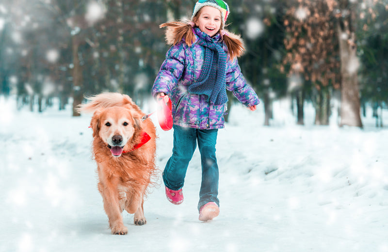 Top 6 Winter Dog Activities