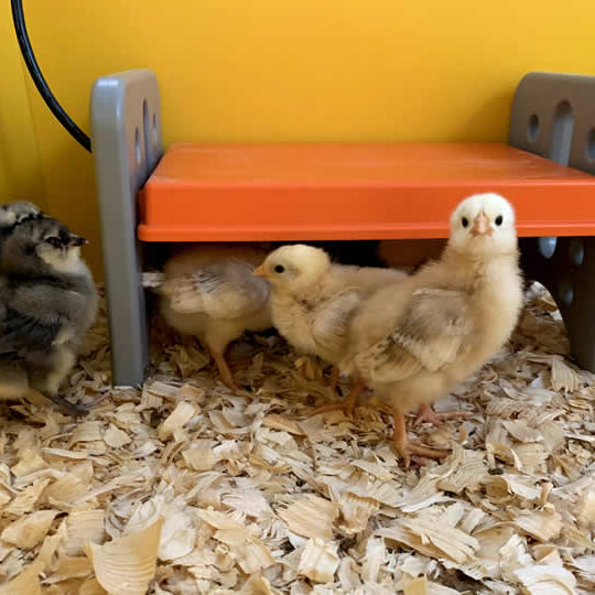 We Stress Bought Baby Chicks