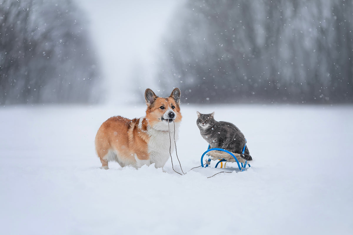 What Are Safety Listings on Heated Pet Products and Why Are They Important?