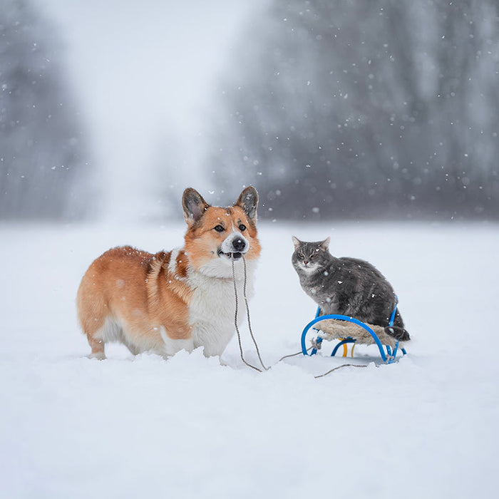 What Are Safety Listings on Heated Pet Products and Why Are They Important?