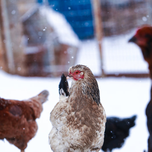 What Temperature Is Too Cold for Chickens?