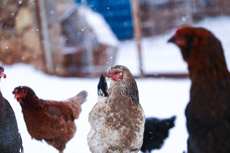 Cold weather chickens - 8 things NOT to do to in winter - My Pet