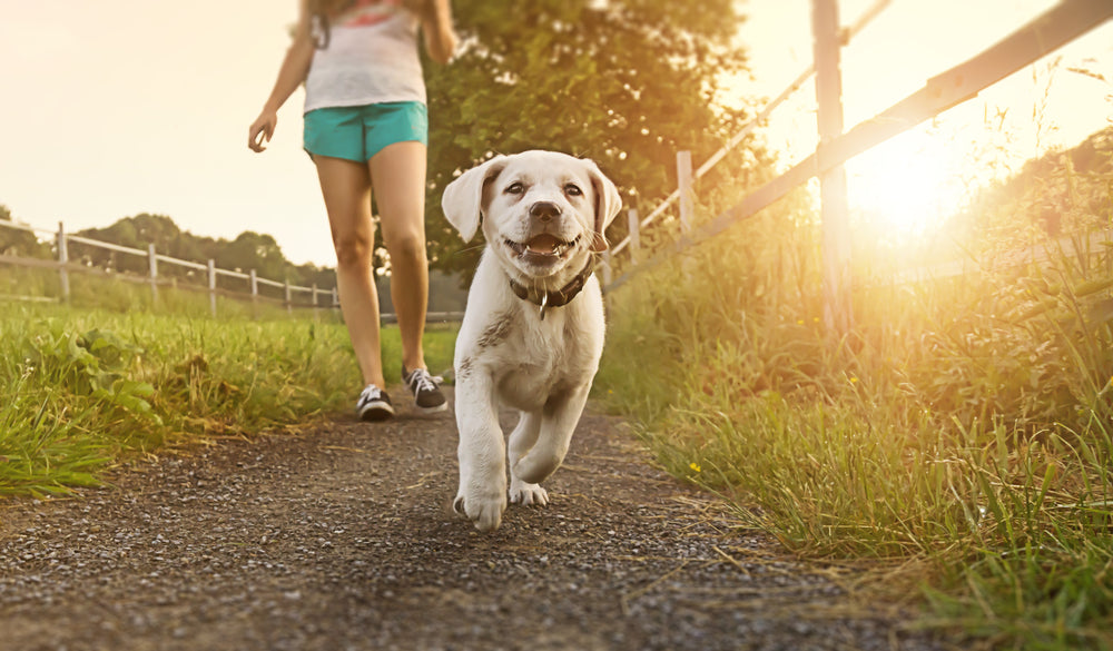 What temperature is too hot to walk a dog?