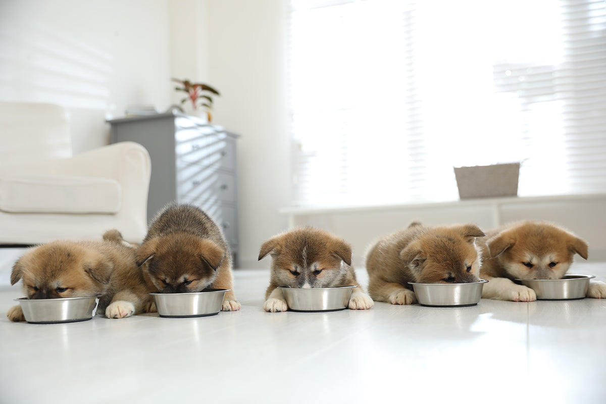 how much should my 8 week old puppy eat