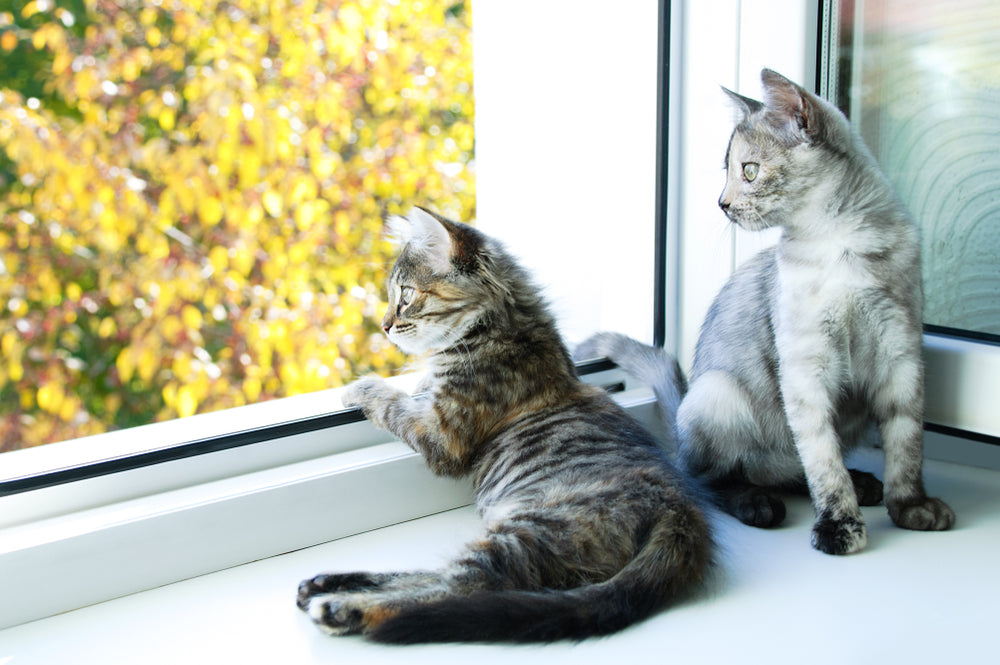 What's a Safe House Temperature for Cats in the Summer?
