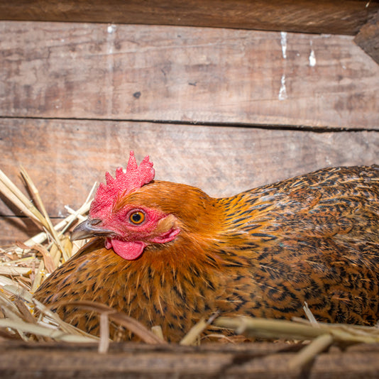 When do chickens start laying eggs?