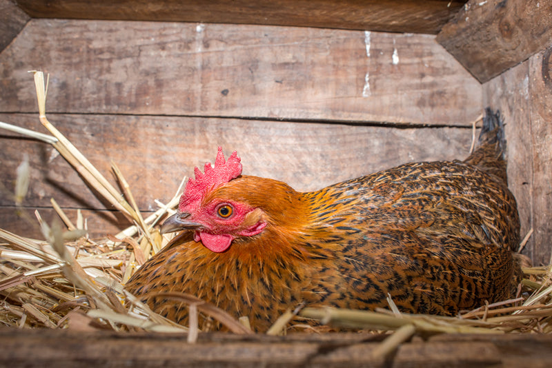 When do chickens start laying eggs?