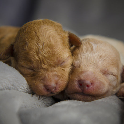 When Do Puppies Open Their Eyes?