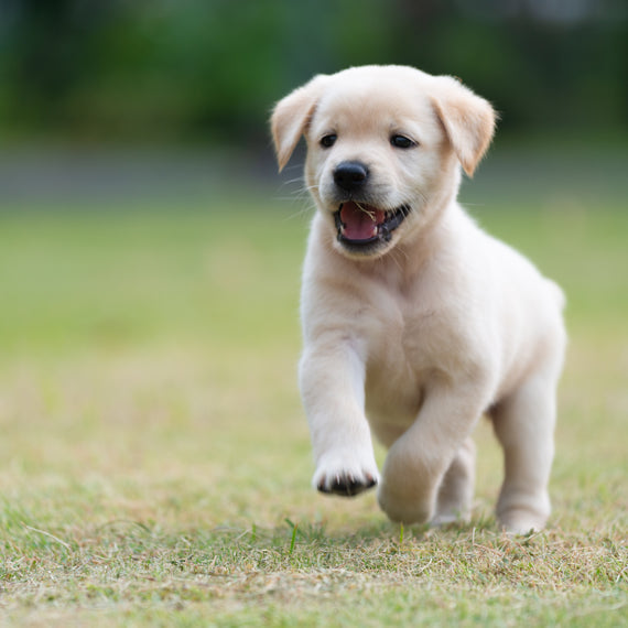 When Do Puppies Start Walking?