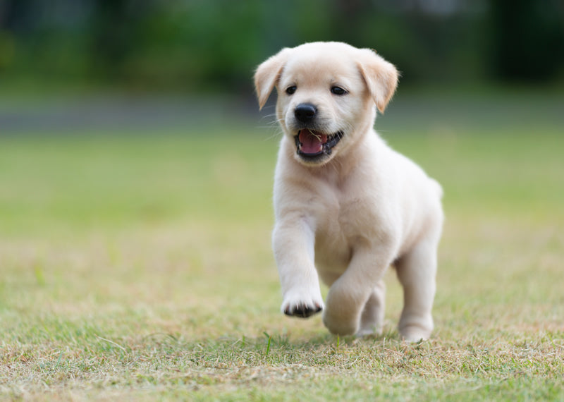 When Do Puppies Start Walking?