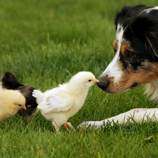 Which Dog Breeds Are Good with Chickens?