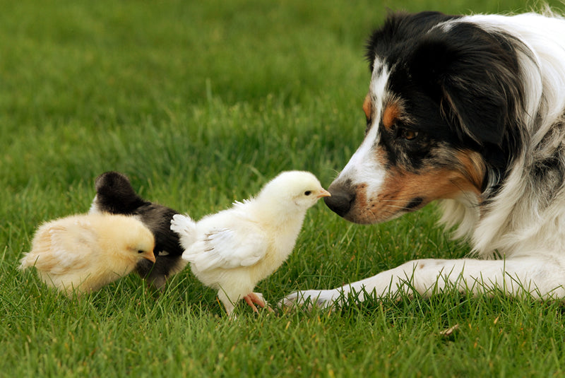 Which Dog Breeds Are Good with Chickens?