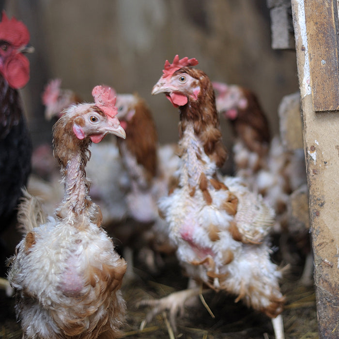 Molting is often a reason chickens will lose their feathers.