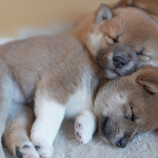 Why Are My Newborn Puppies Crying?