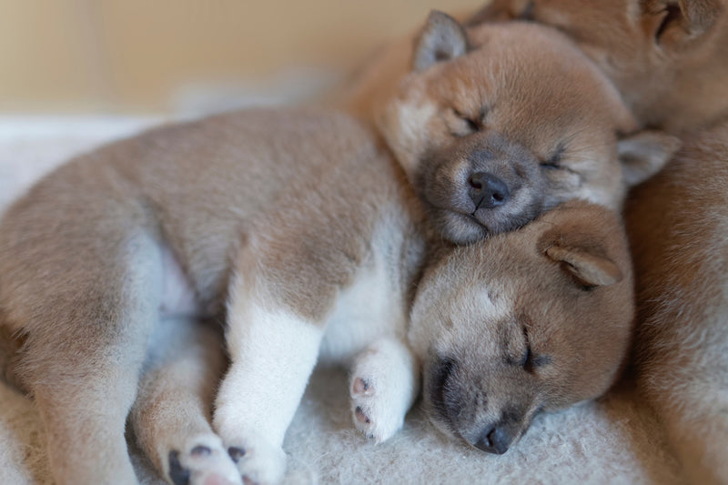 how much sleep do 8 week old puppies need