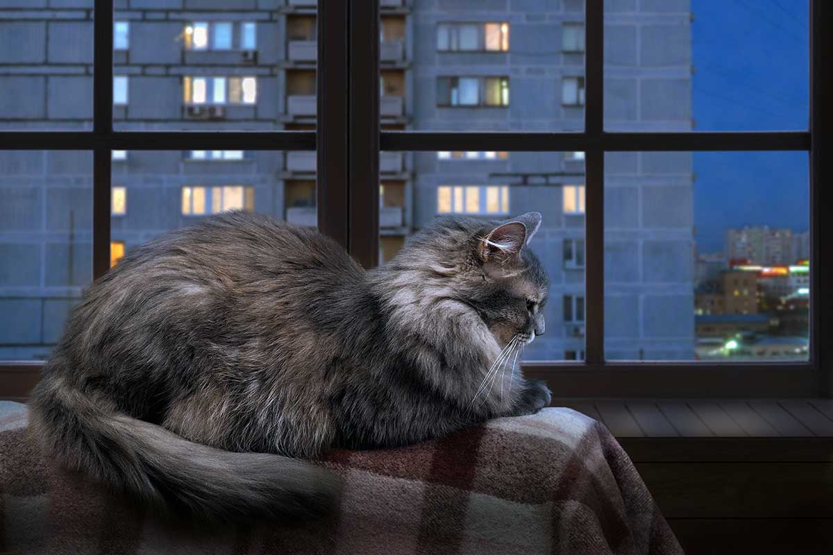 Why Does My Cat Cry At Night K H Pet Products why-does-my-cat-cry-at-night-k-h-pet-products