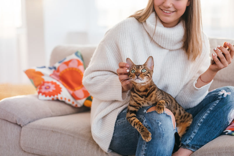 Why Does My Cat Lay on Me? — K&H Pet Products