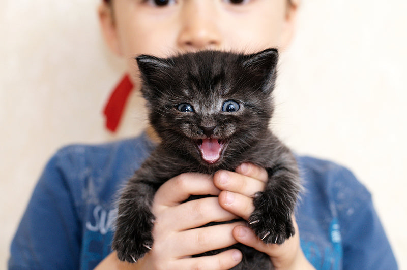 How to Prevent and Treat Excessive Meowing Behavior in Cats