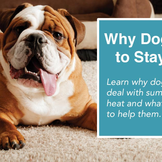 Why Dogs Pant to Stay Cool