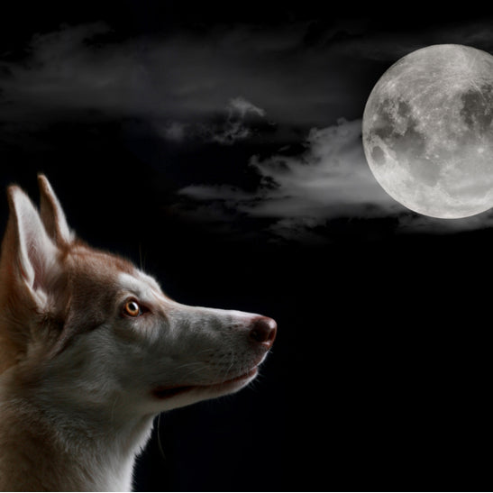 Why is my dog barking at night?