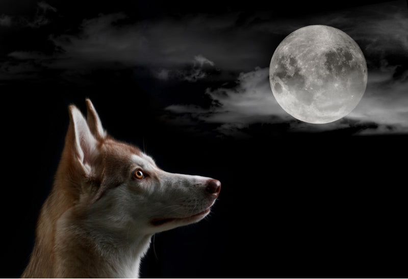 Why Does My Dog Keep Barking at Night?