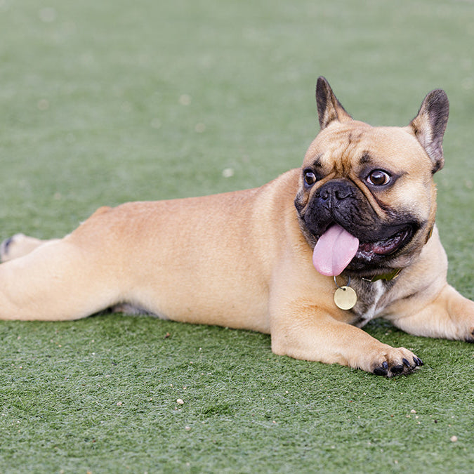 Why is my dog panting so much?