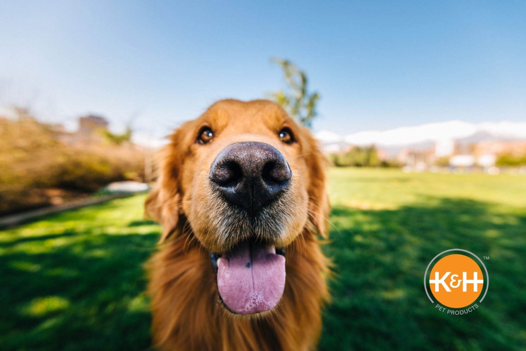 It's perfectly normal for your dog's nose to be cold and wet.