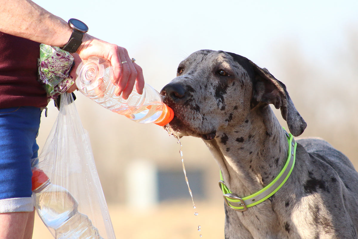 Great Danes, because they're such a large dog, may be more prone to heatstroke than other breeds.