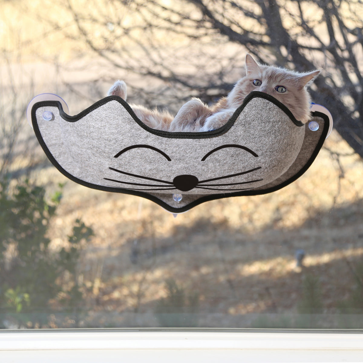 100213600_KHEZMountKittyfaceWi