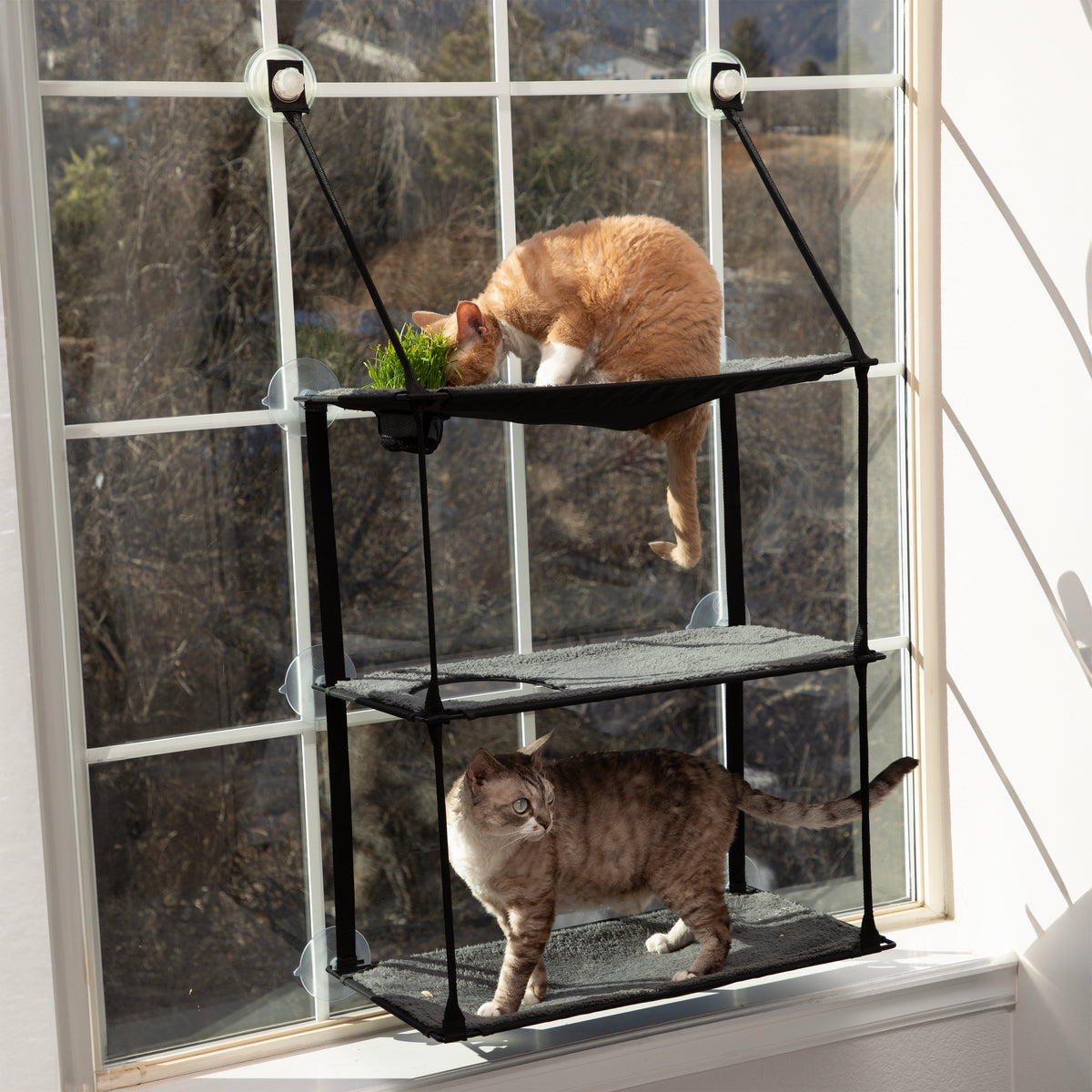 K&H EZ Mount Window Kitty Sill Cat Perch with Cat Grass Grow Station — K&H Pet Products