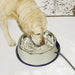 Thermal-Bowl Dog Heater Water Bowl Stainless